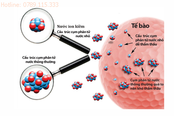 Phân tử nước siêu nhỏ giúp thẩm thấu vào gốc tự do của tế bào